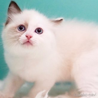 販売中の東京都のラグドール-114593の14枚目